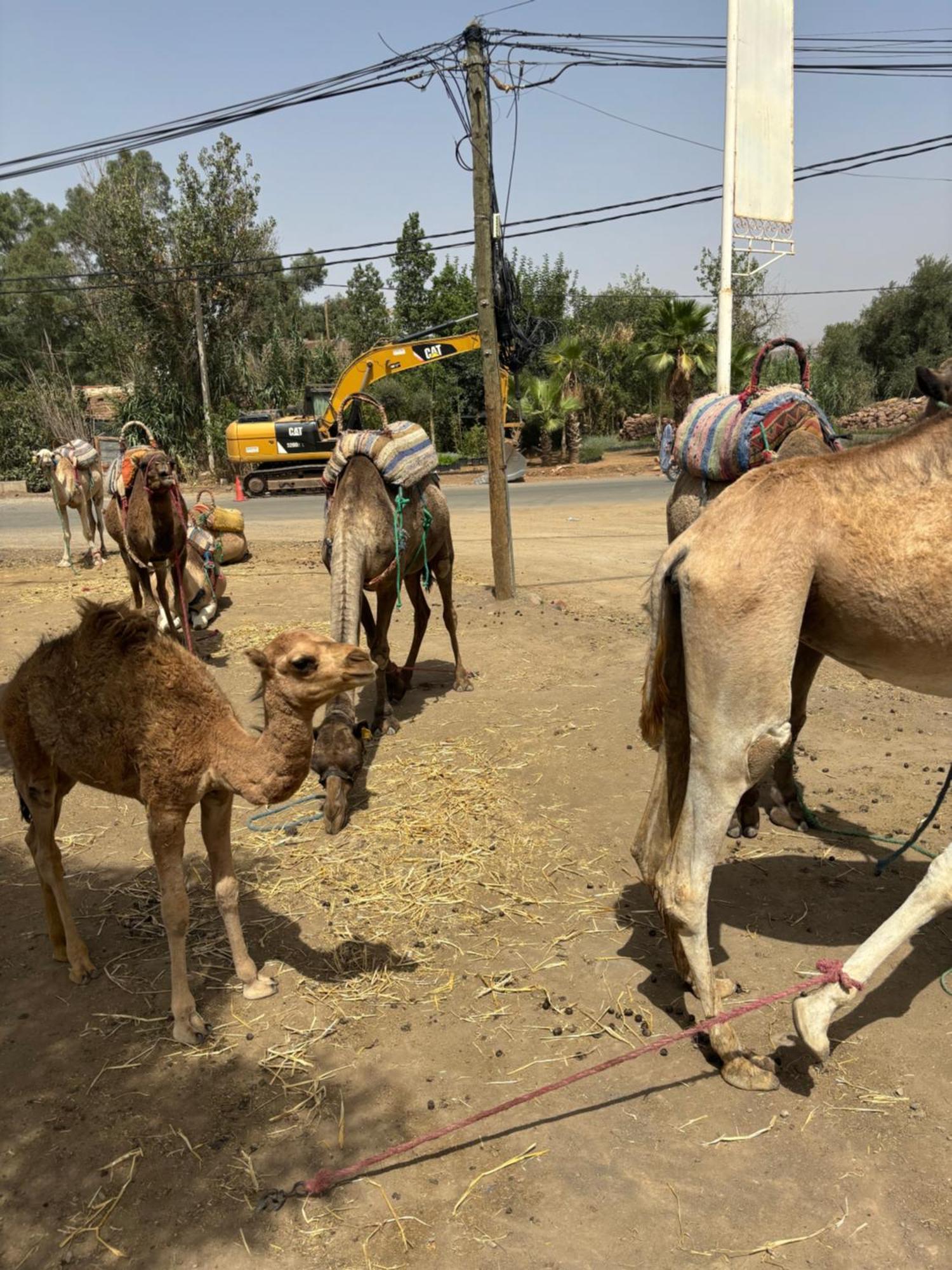 Villa Jamel Marrakech Zac Марракеш Экстерьер фото