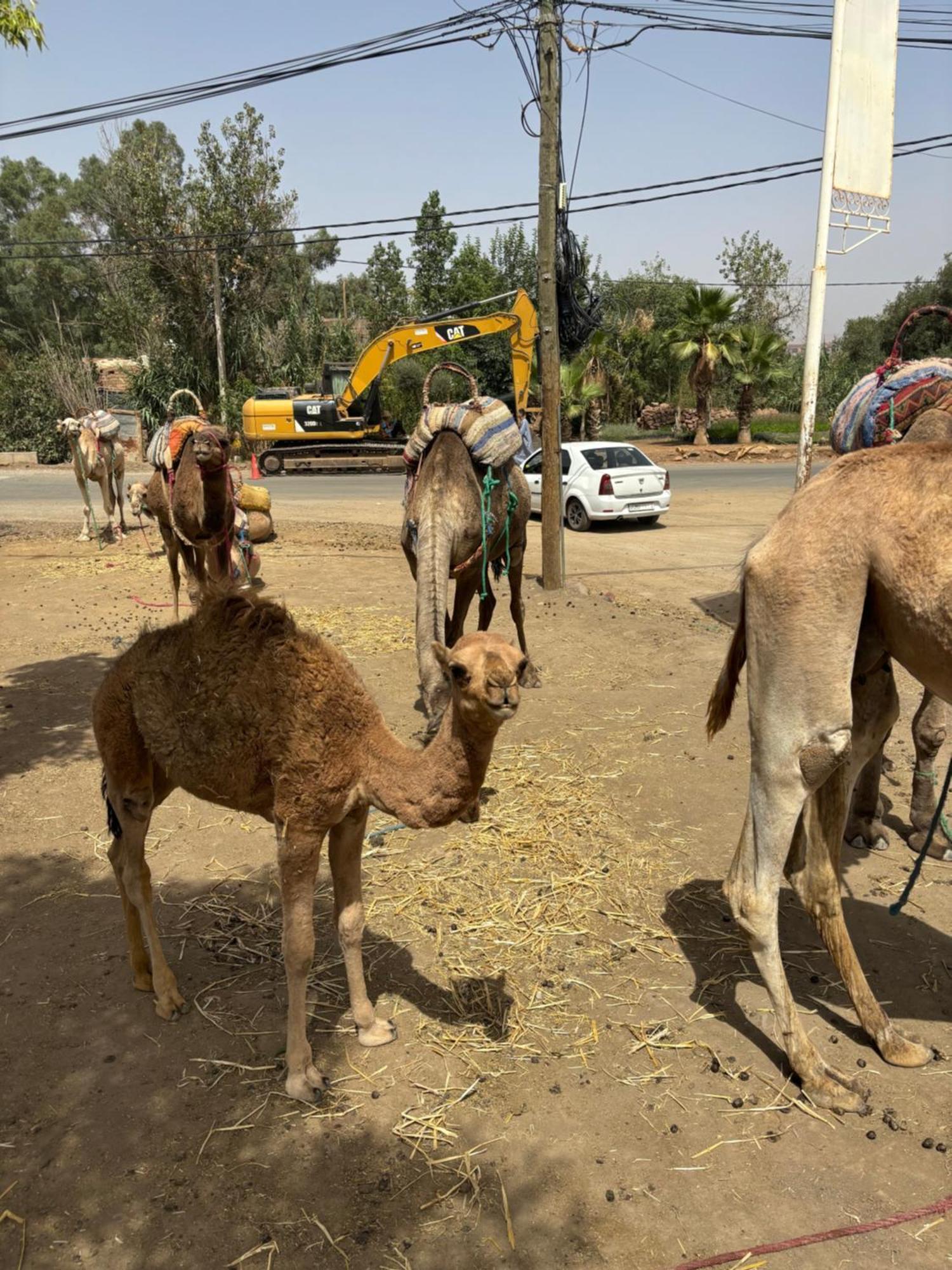 Villa Jamel Marrakech Zac Марракеш Экстерьер фото